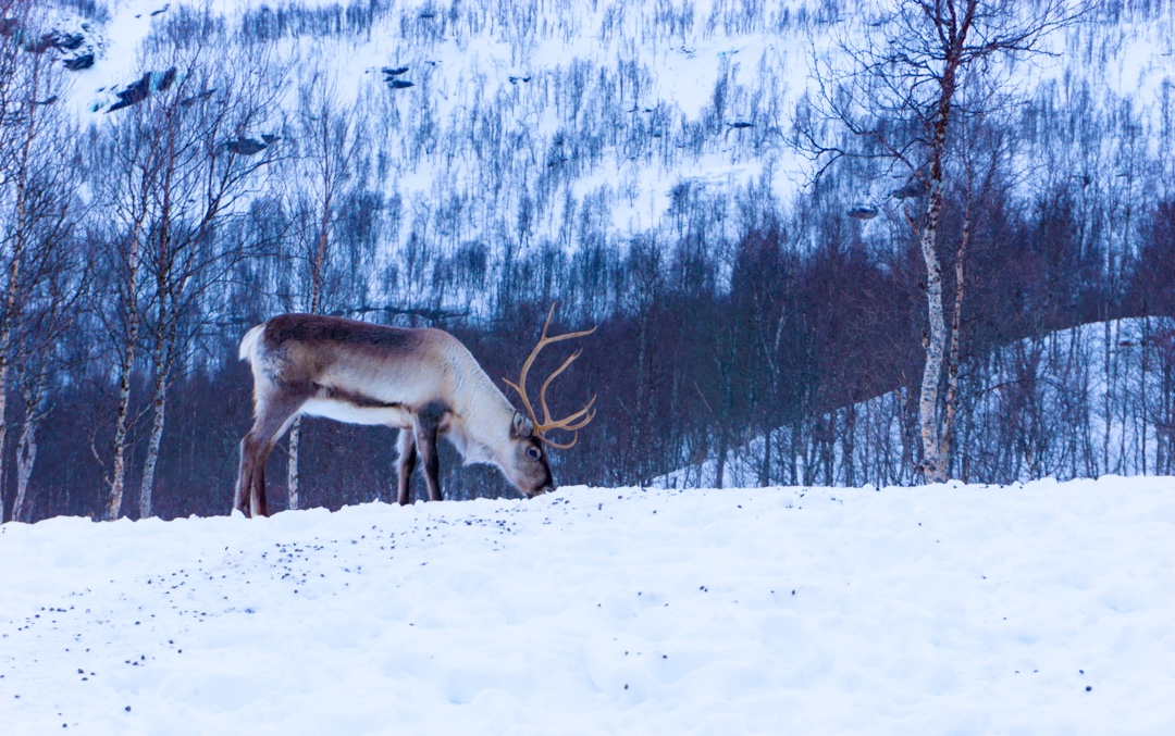 Polar Park Bardu