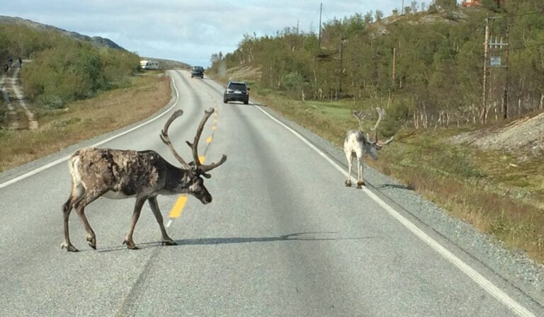 Reindeer in Norway