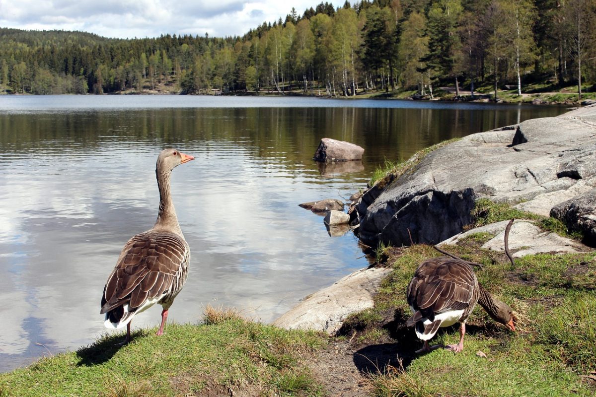 An Oslofjord island