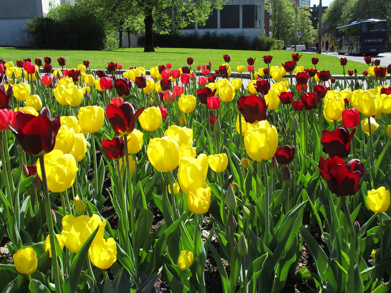 Tulips in downtown Oslo