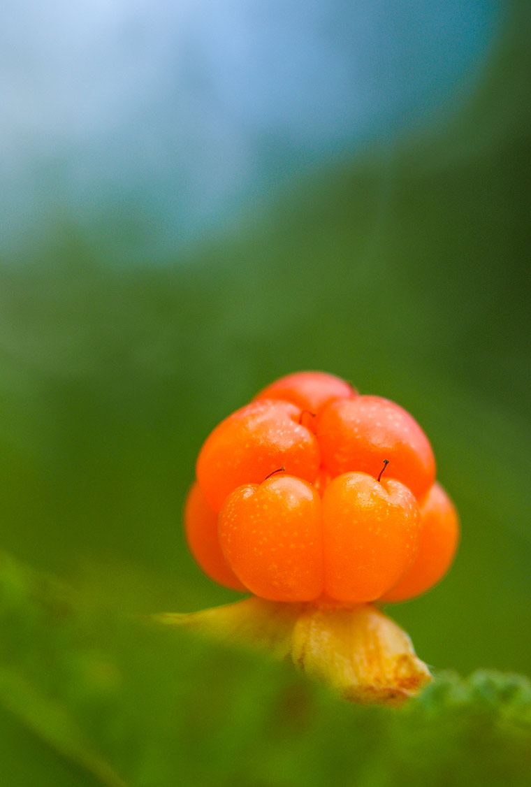 Wild cloudberry in Norway: They grow in very specific environments in northern Norway.