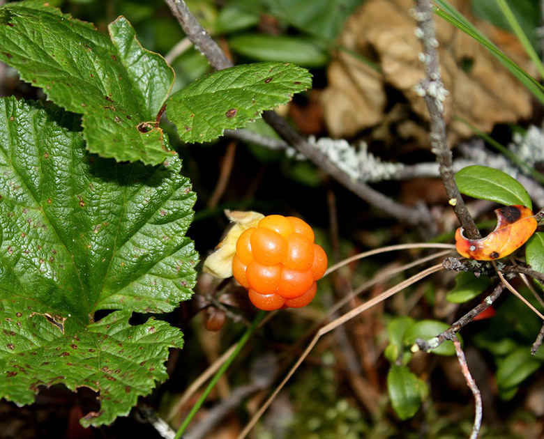 Cloudberry in a field