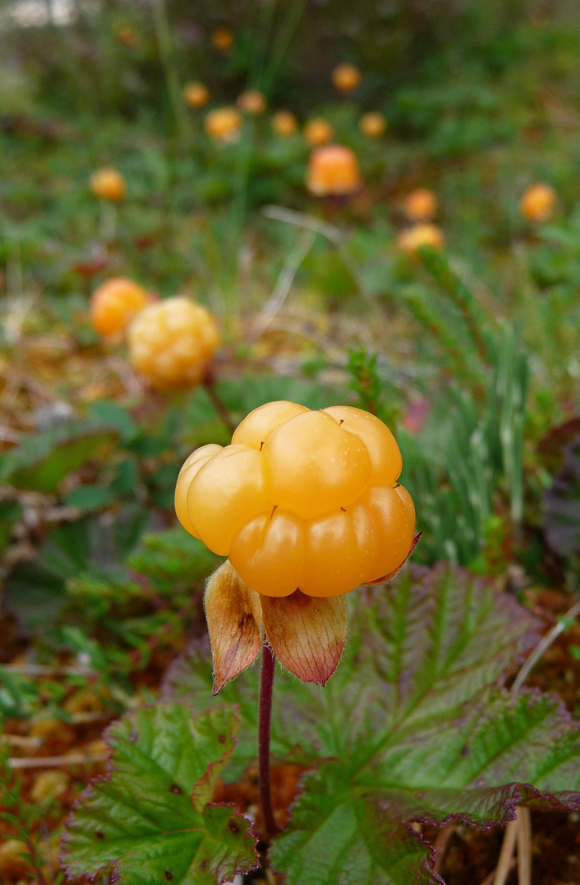 A Norwegian cloudberry field