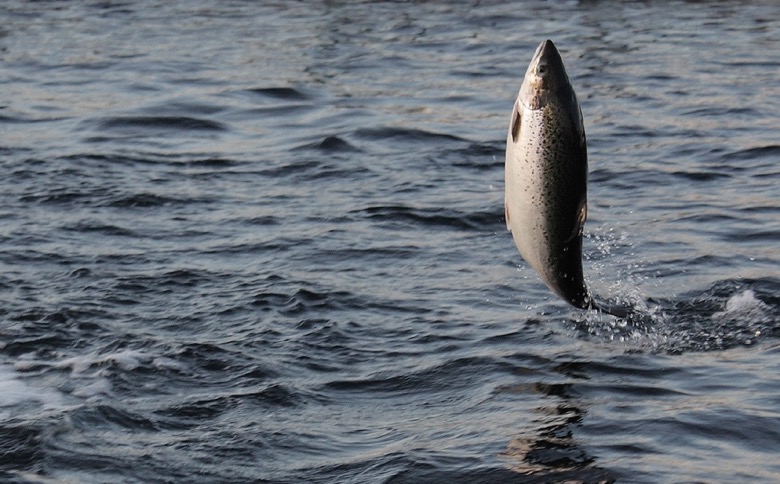 Norwegian salmon exports