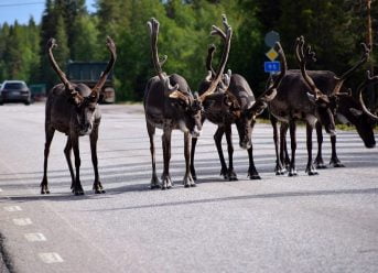 Reindeer in north Scandinavia
