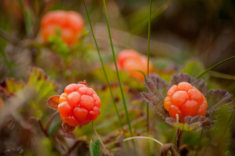 Norwegian Cloudberries