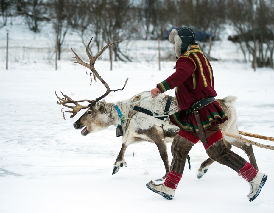 A Sami reindeer herder