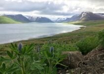 Exploring Iceland’s Westfjords