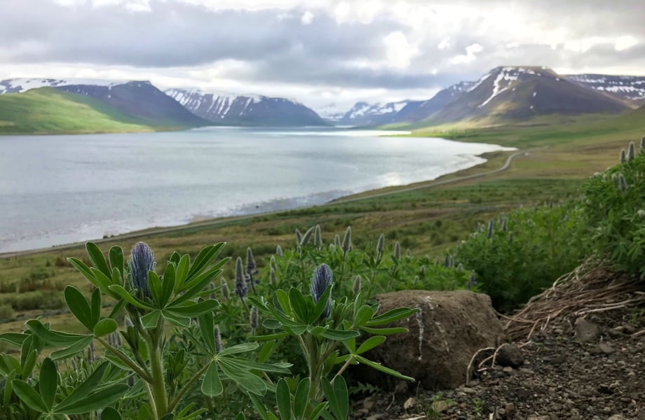 The landscape of Iceland's Westfjords