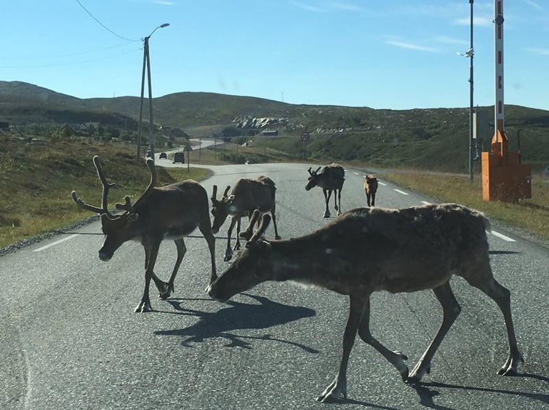 Reindeer on roads