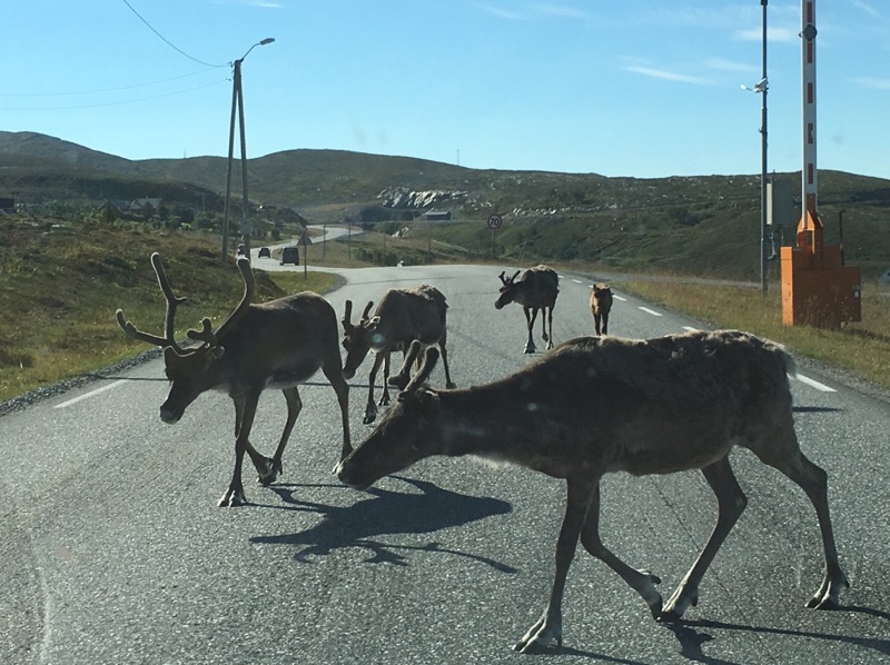 Reindeer on roads