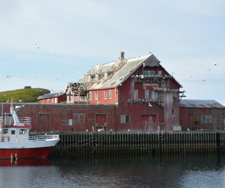 Huge numbers of seabirds on Røst