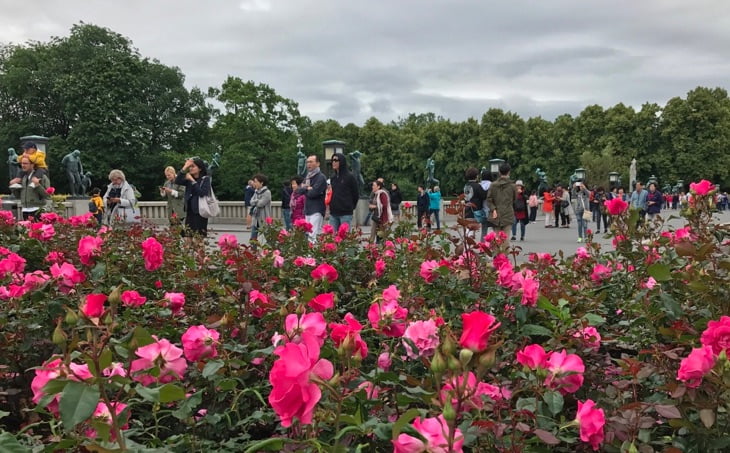 Flowers in Frogner Park, Oslo