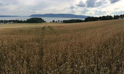 Dry, hot Norwegian farm in sight of water
