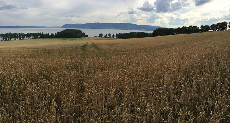 Dry, hot Norwegian farm in sight of water