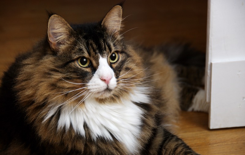 Male Norwegian Forest Cat