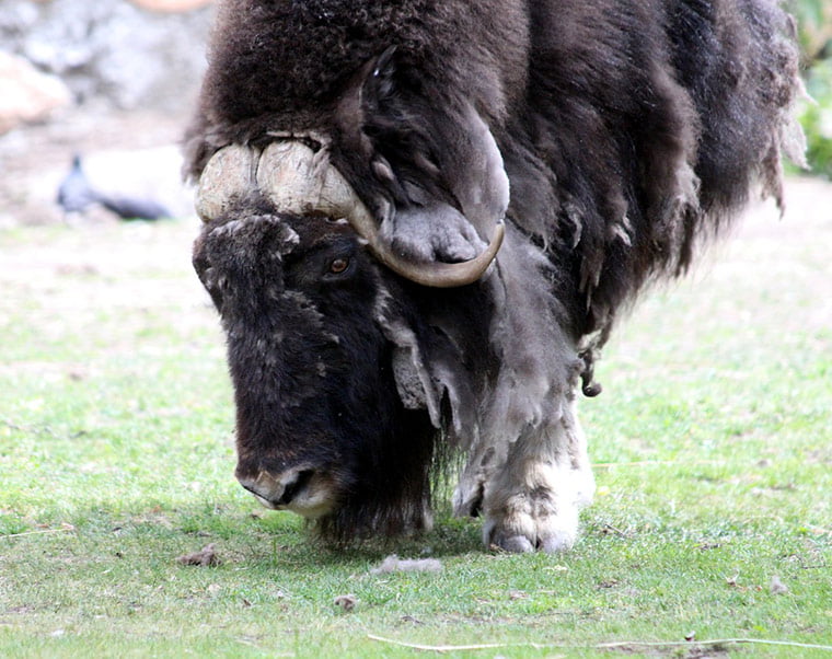 Musk ox in Norway