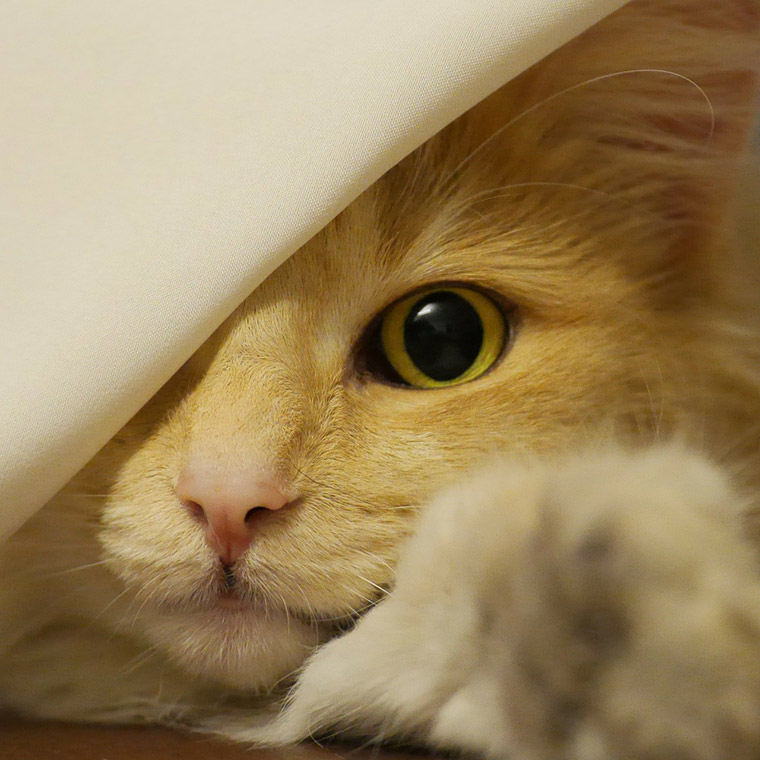 Norwegian forest cats are a playful breed