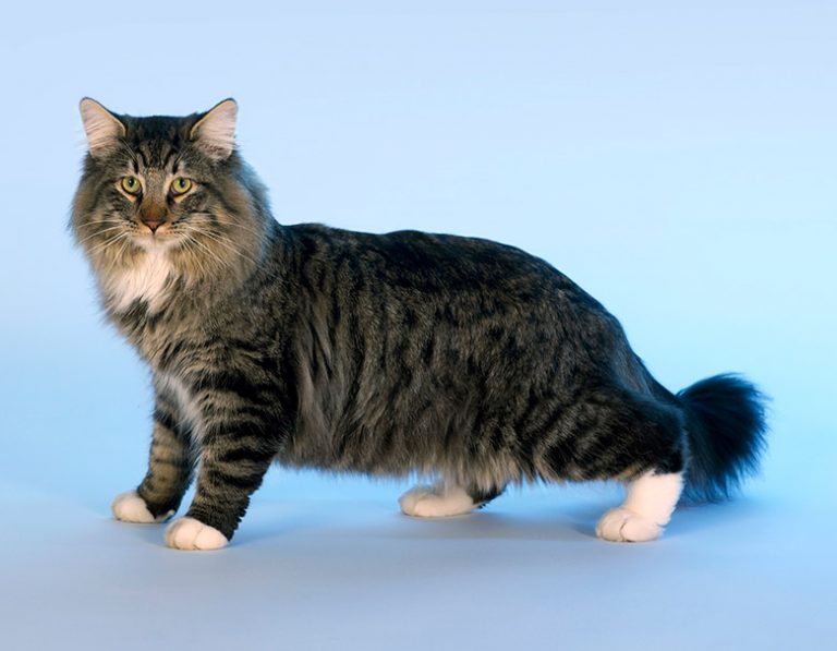 The Norwegian Forest Cat