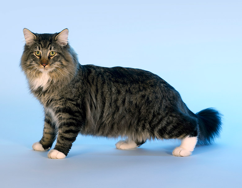 A Norwegian forest cat portrait