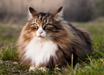 Norwegian Forest Cat: Norway’s Wild-Looking Feline Explained