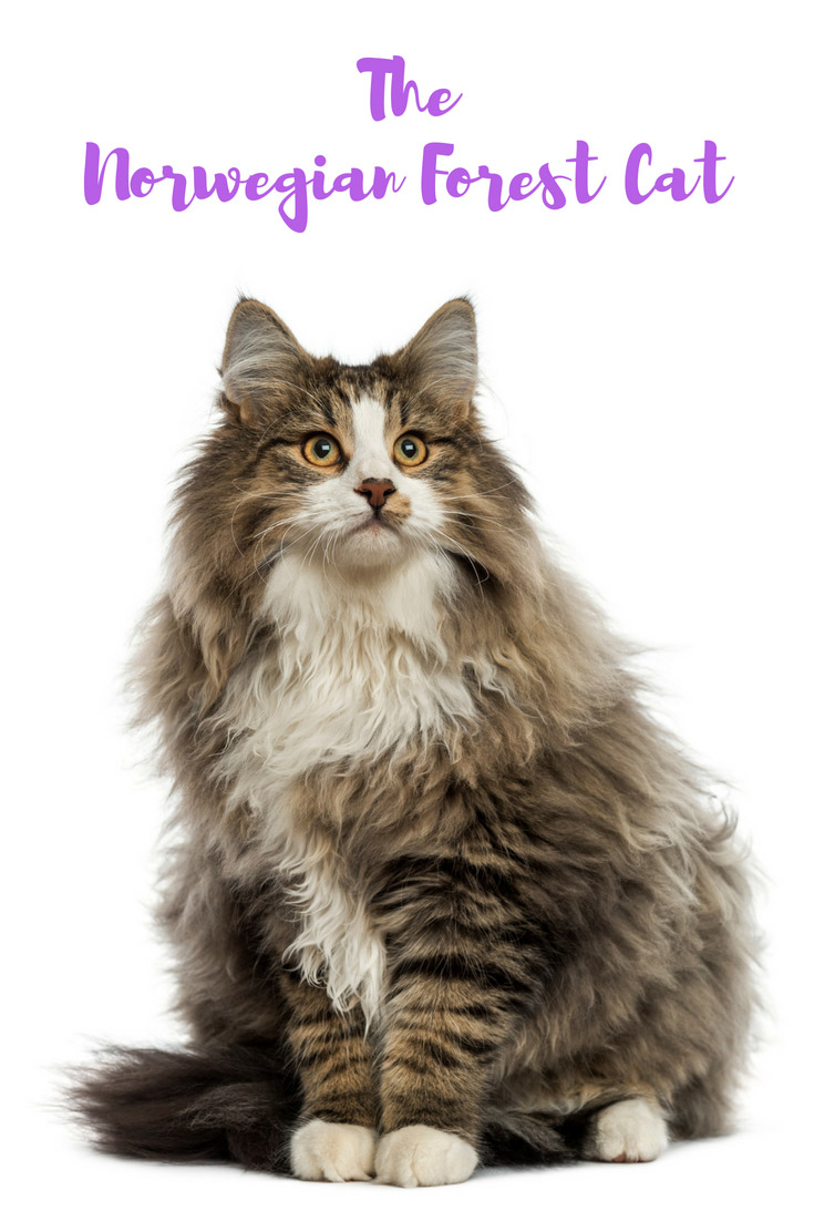 The distinctive Norwegian Forest Cat is the national cat of Norway and a popular breed in northern Europe and the USA.