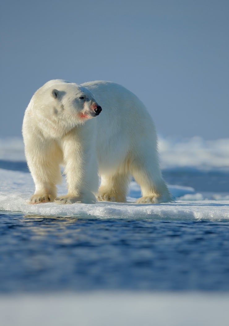 Big white polar bear on drift ice
