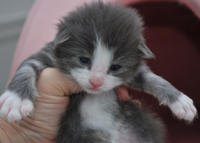 Norsk Skogkatt kitten