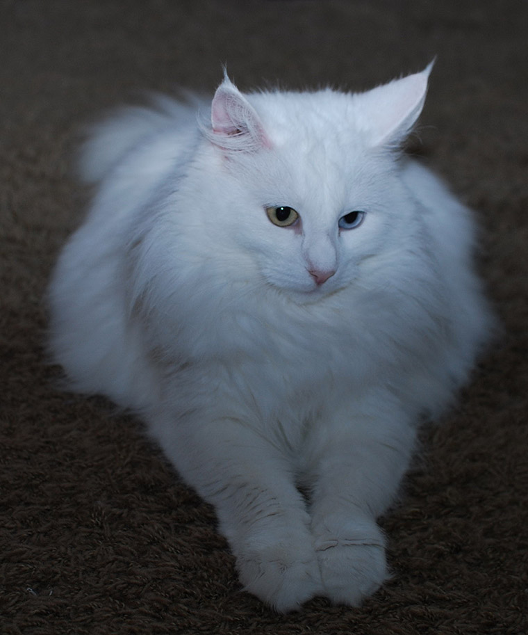 White Norwegian forest cat