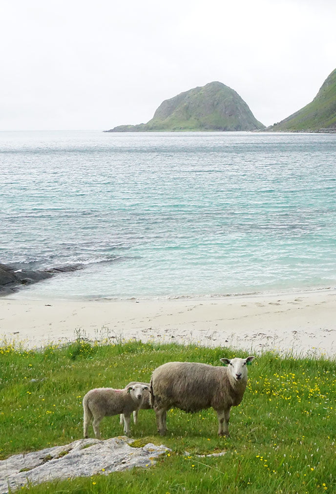 Sheep by the side of the fjord in rural Norway
