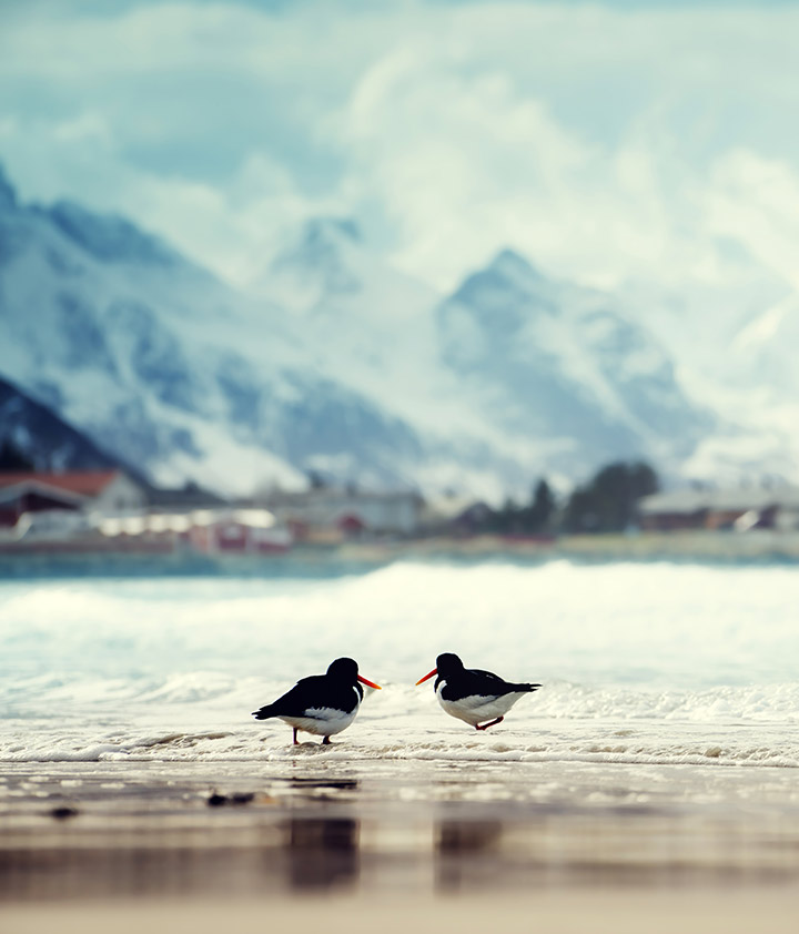 Birds on a Lofoten beach in Norway