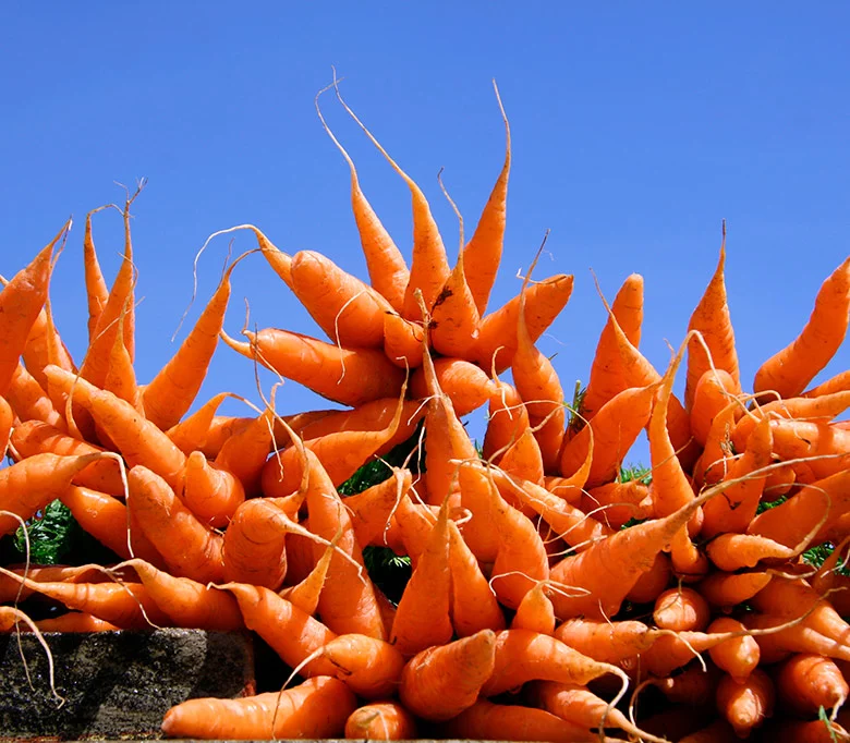 Carrots at Stavanger farmers market