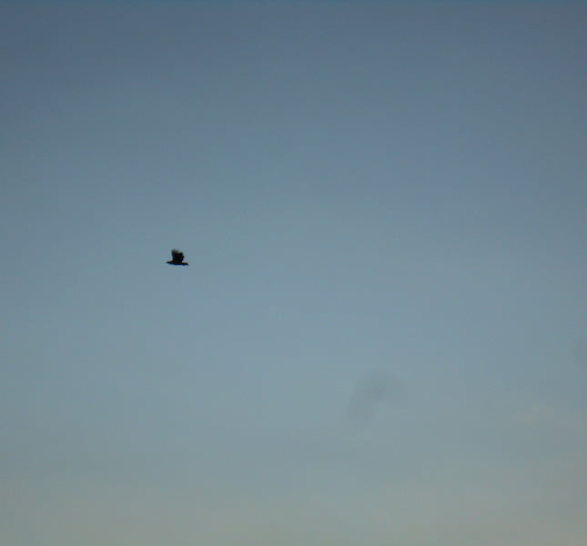 Seabirds flying above Bodø, Norway