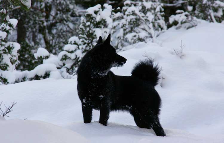 Black Norwegian Elkhound - Easy to spot in the snow