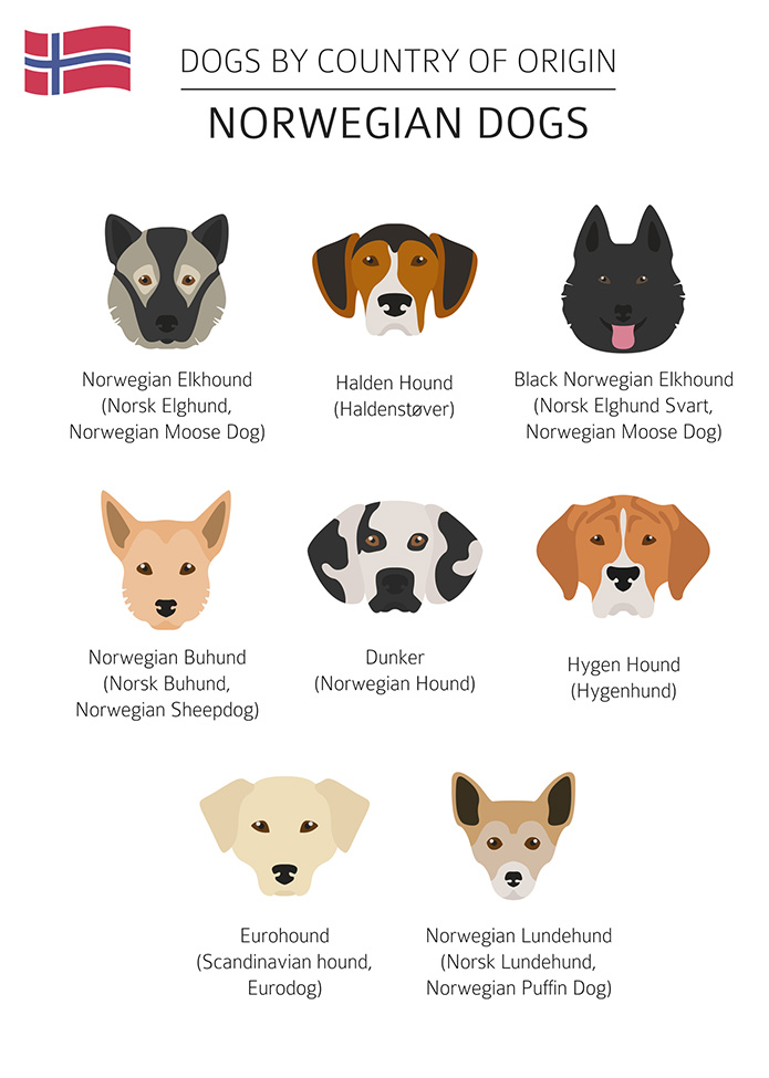 norwegian dog breeds