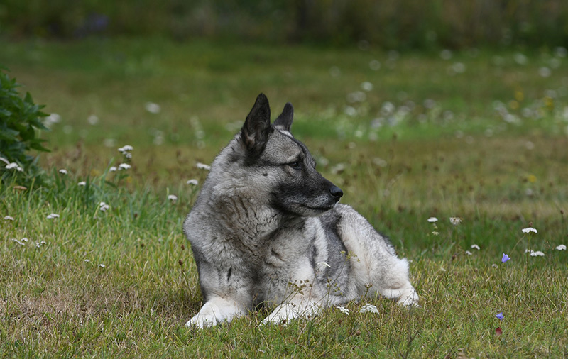 Norwegian elkhound relaxing in a field