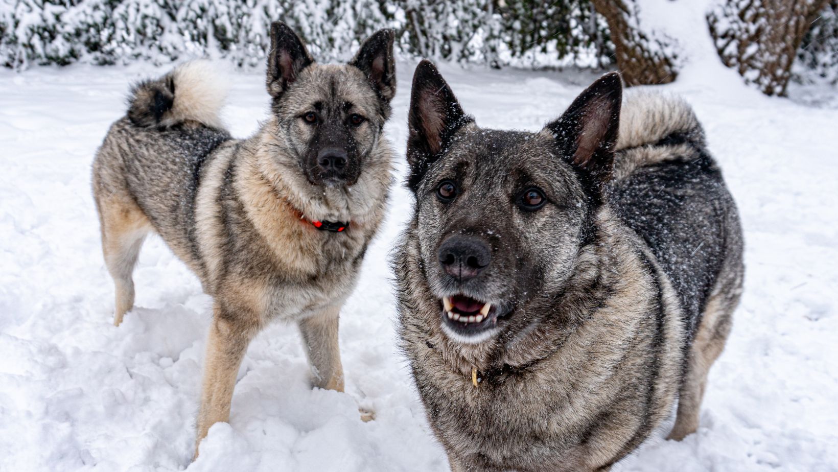 Two Norwegian Elkhound dogs.