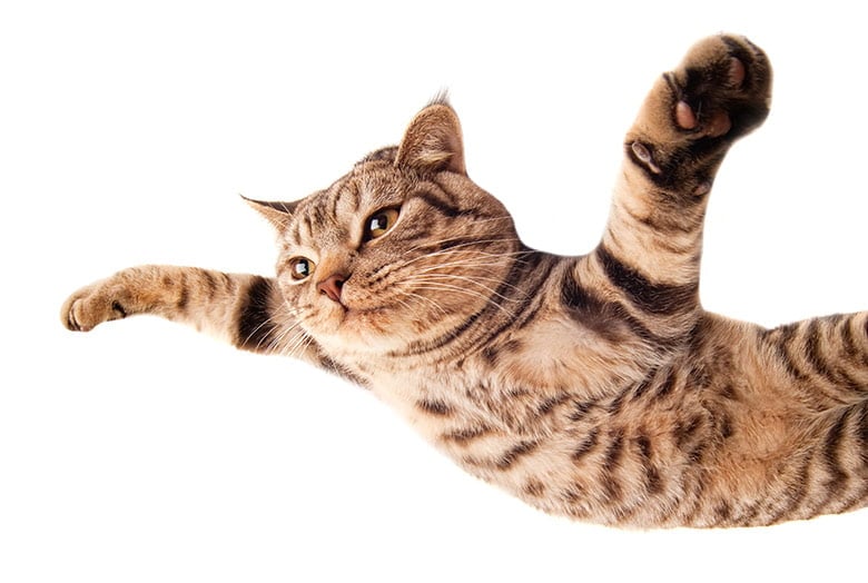 A flying cat