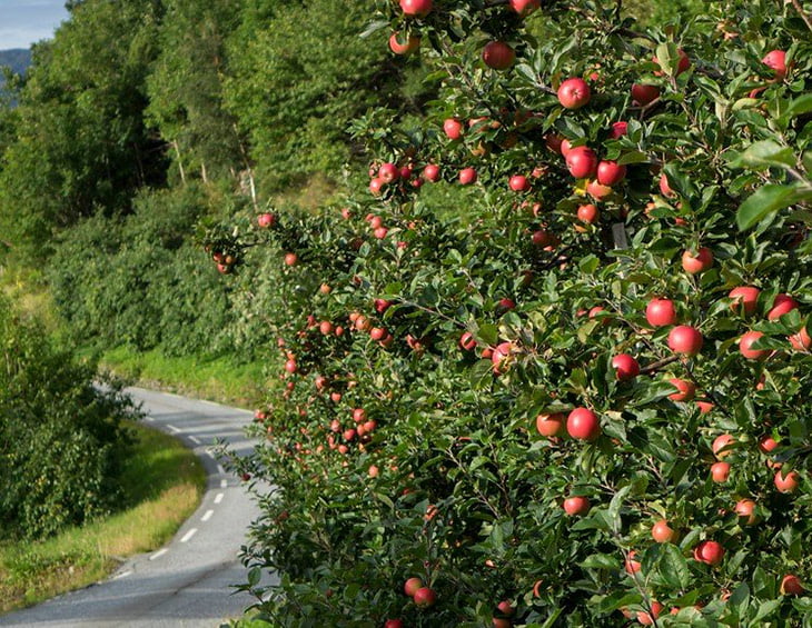 Fruit trees of Hardanger by the side of the road.