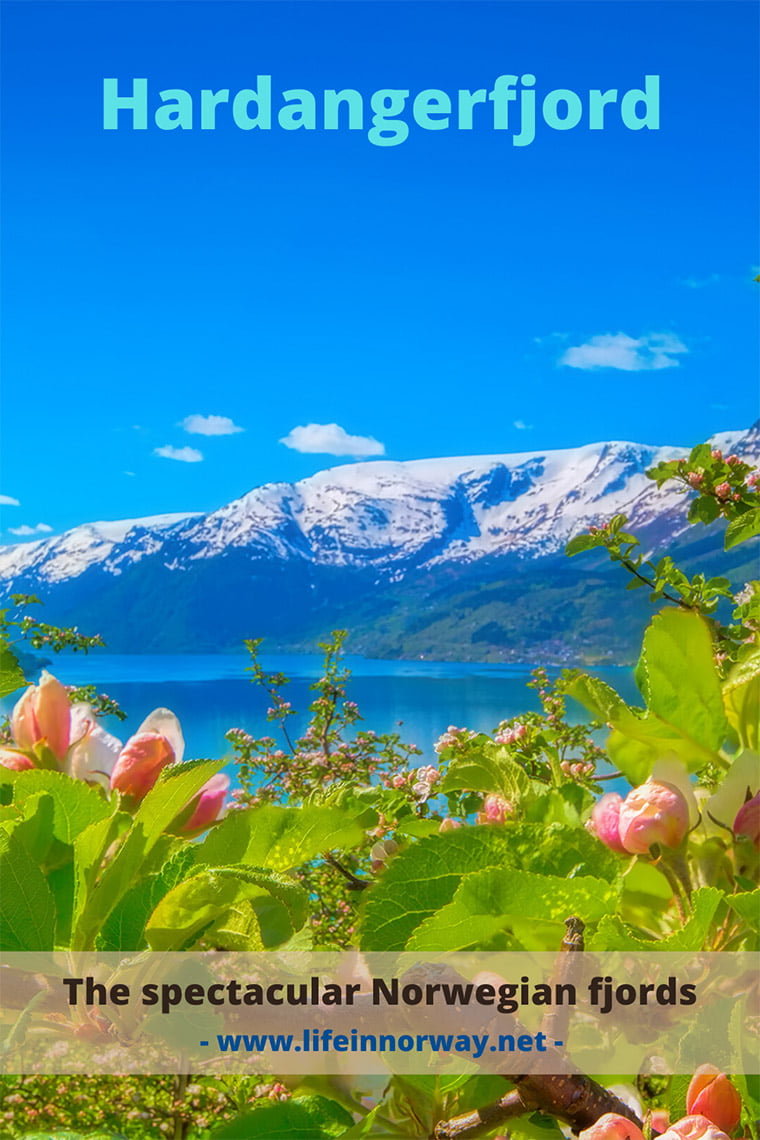 Hardangerfjord in Norway with beautiful flowers and snow-capped mountains