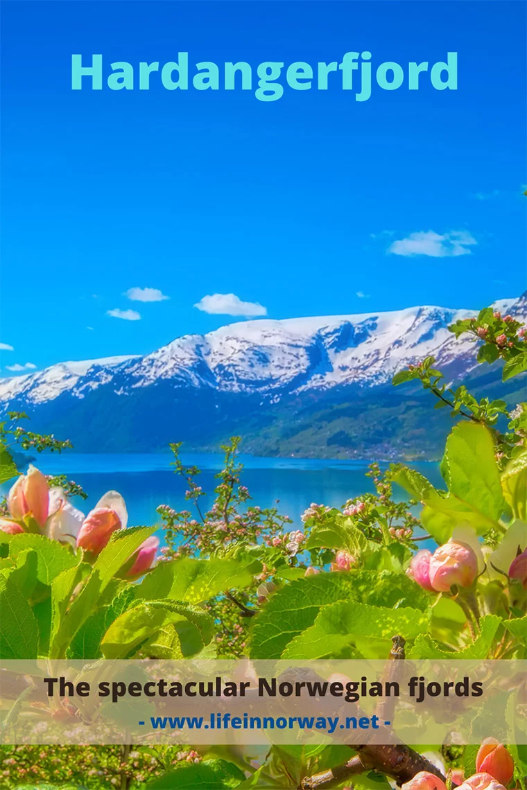 Hardangerfjord in Norway with beautiful flowers and snow-capped mountains