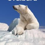 Polar bear safety: How to stay safe in Longyearbyen and on Svalbard
