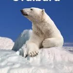 Polar bear safety: How to stay safe in Longyearbyen and on Svalbard
