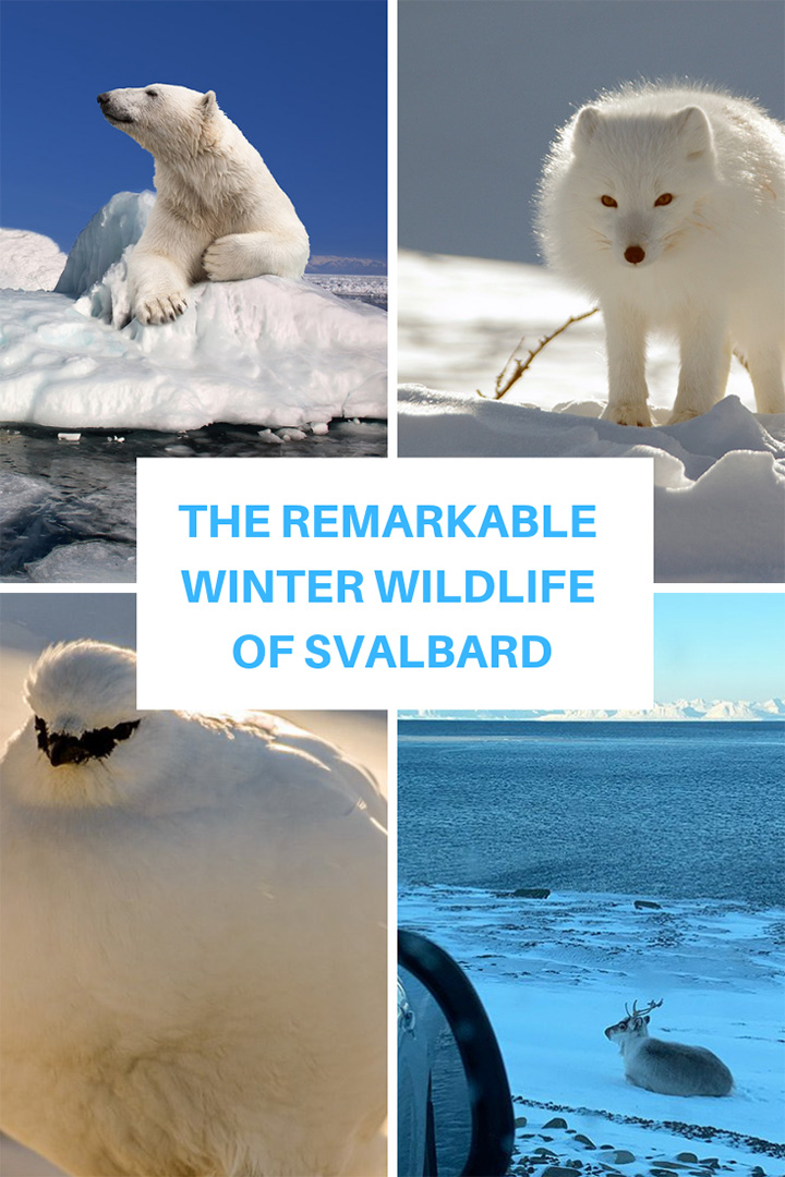 The remarkable winter wildlife on Svalbard, Norway