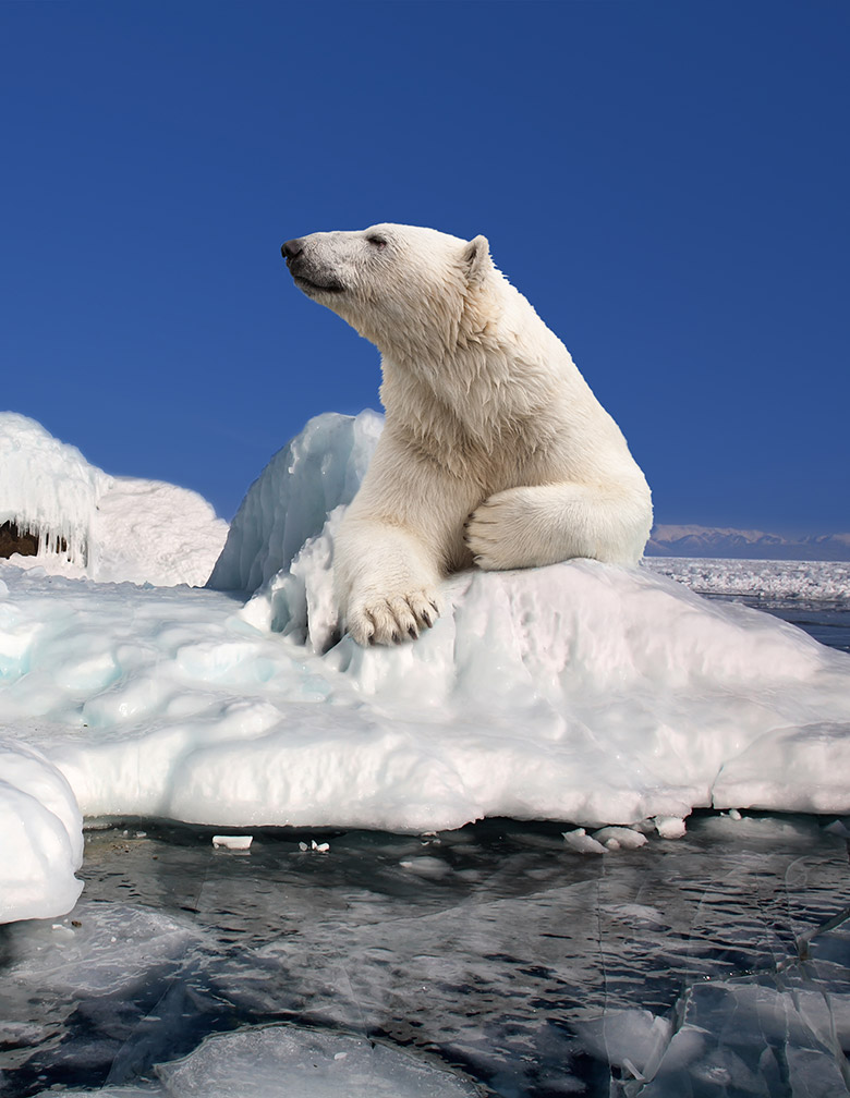 Polar bear on the drift ice in Svalbard