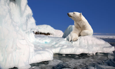 Polar bear in Svalbard, Norway