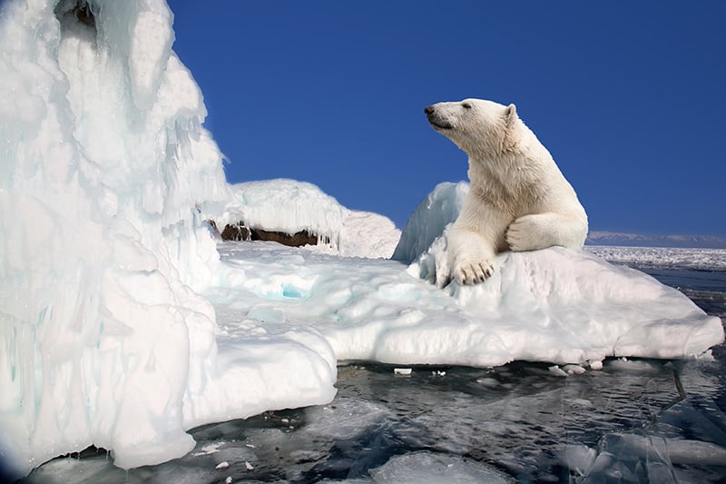 Polar bear in Svalbard, Norway