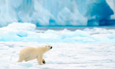 Polar bears are among the wildlife in Svalbard, Norway