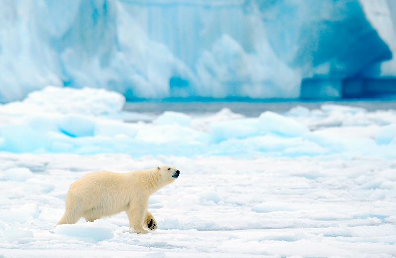 Polar bears are among the wildlife in Svalbard, Norway