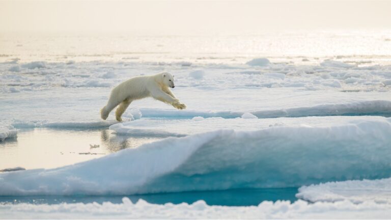 A Svalbard polar bear leaping on to ice.
